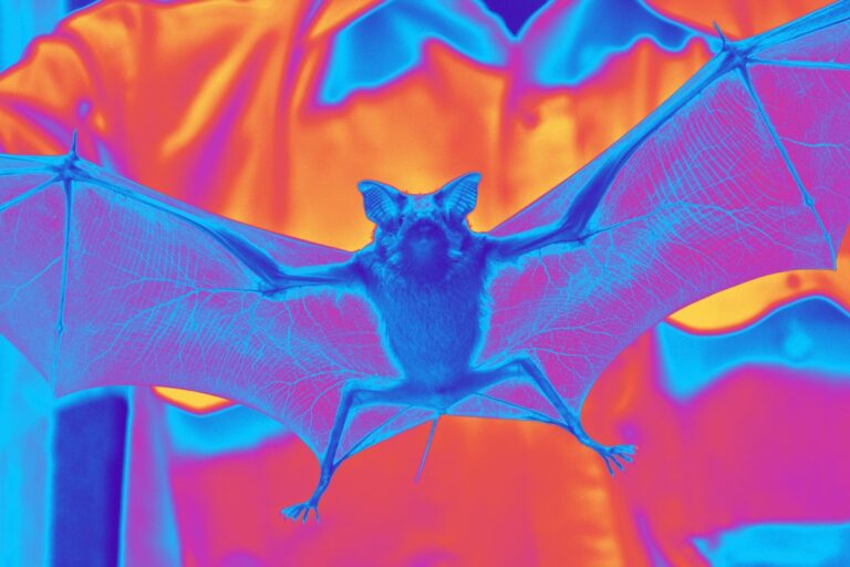 Institut Pasteur de São Paulo fará vigilância viral em morcegos