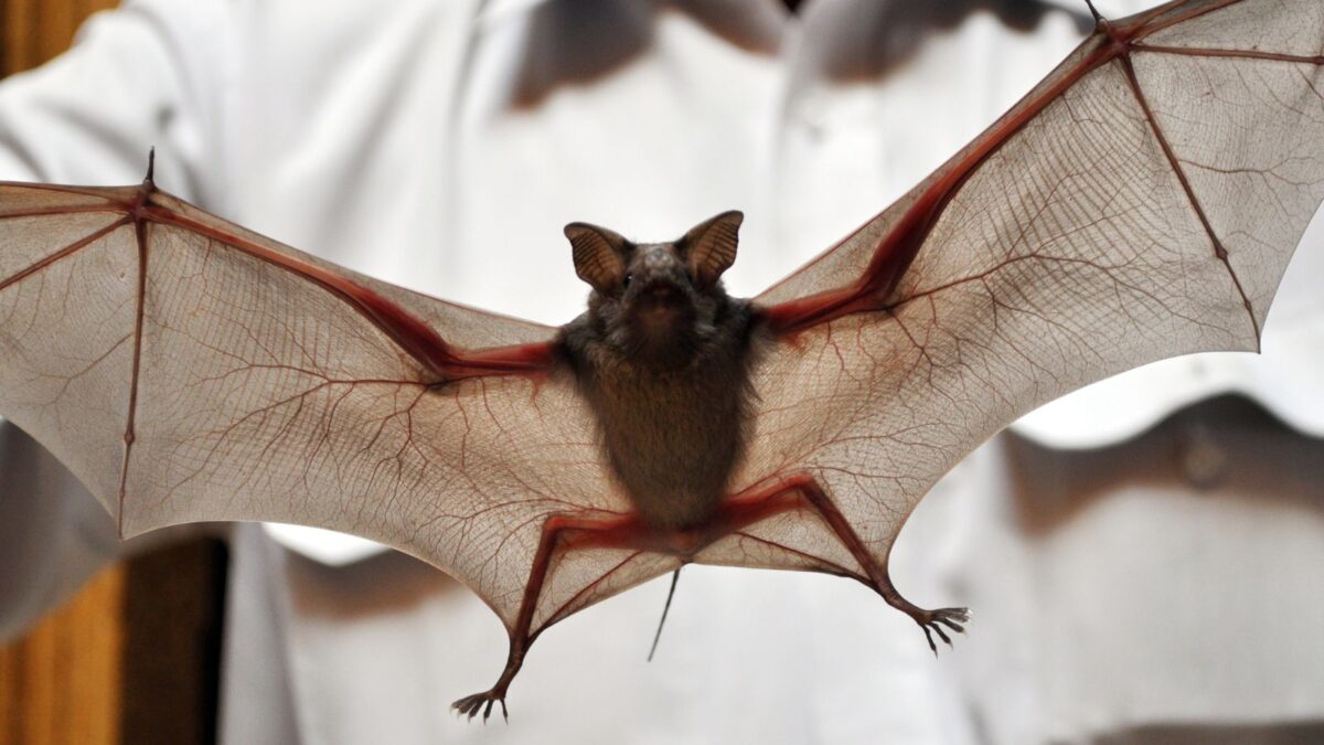 Measles-related virus isolated for the first time in Latin American bats