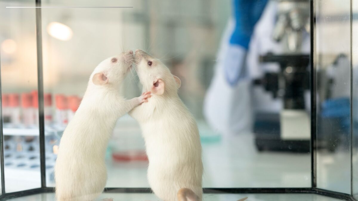 Urban Rodent Virology lab – Projects