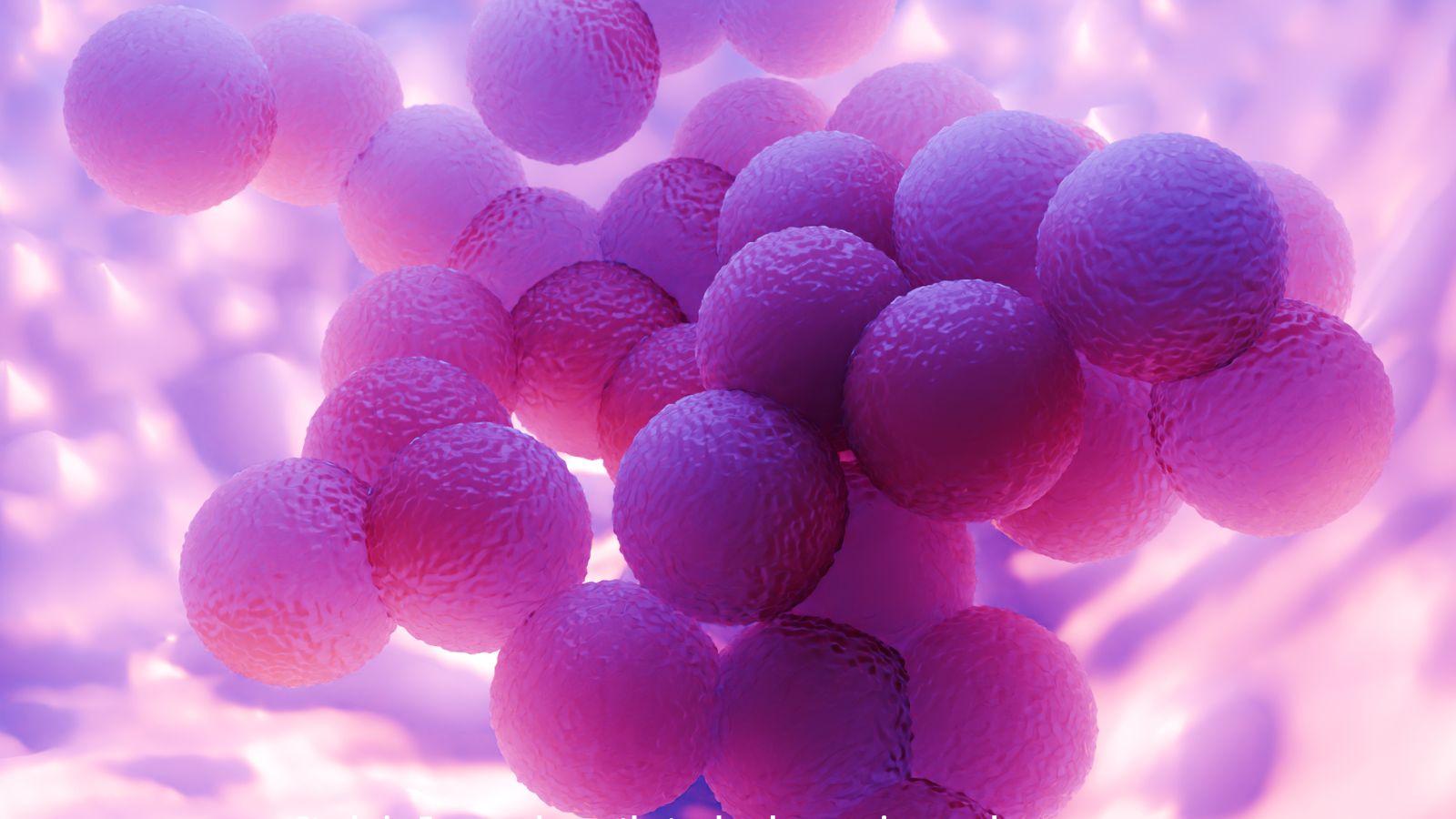 Novo grupo de pesquisa do Institut Pasteur de São Paulo mira o Staphylococcus aureus no ambiente intracelular