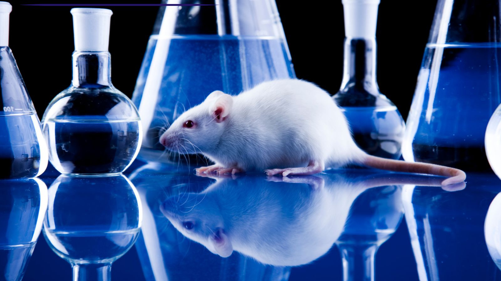New laboratory in São Paulo will map viruses in urban rats and zoonotic risks
