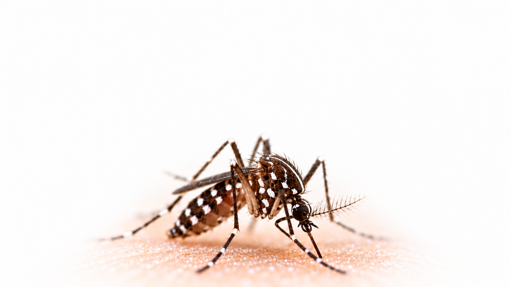 Pesquisa estima em 57 km por ano o avanço da distribuição da dengue em direção ao sul do Brasil